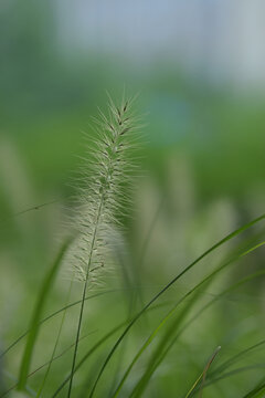 夏天清晨狗尾巴草