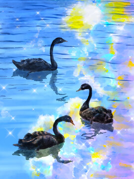 湖面黑天鹅波光粼粼手绘插画