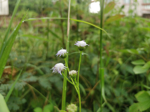 小野花