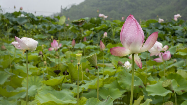 夏天的荷花