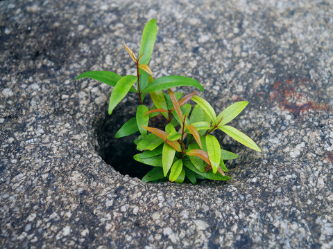 石缝中的植物