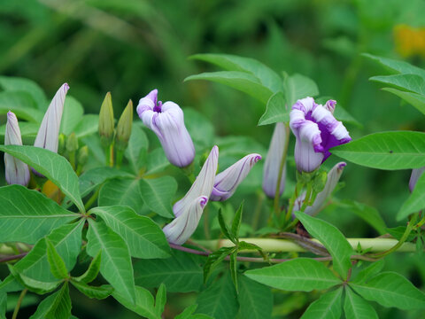 牵牛花