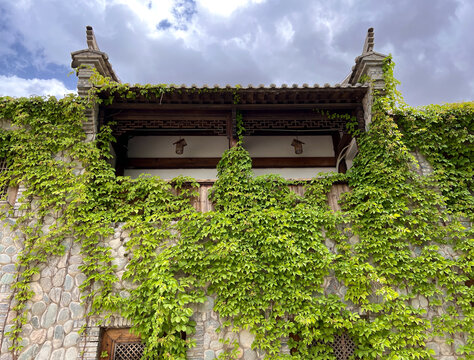 屋墙植物