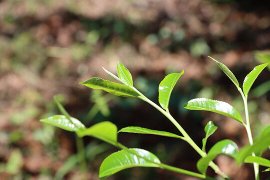 茶业普洱茶