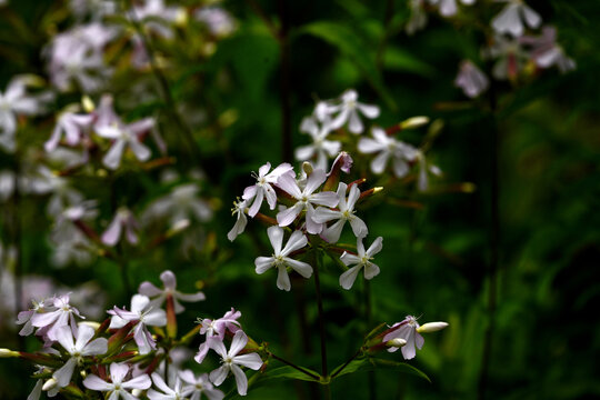 肥皂花