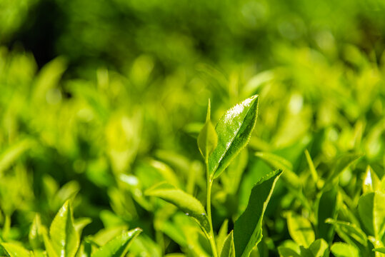 春天茶园里茶树茶叶