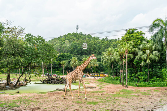 长颈鹿