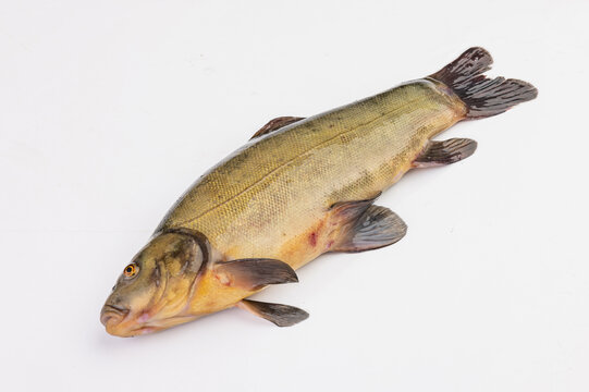 丁桂魚