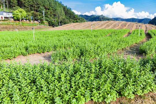 绿色蔬菜枸杞菜基地