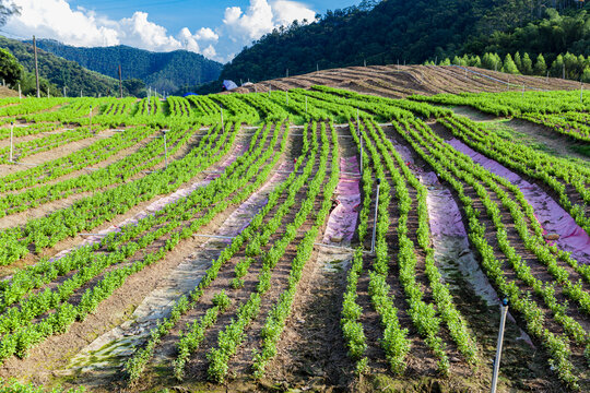 绿色蔬菜枸杞菜基地