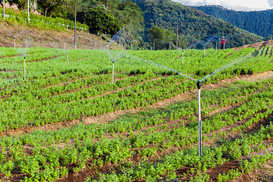 绿色蔬菜枸杞菜基地