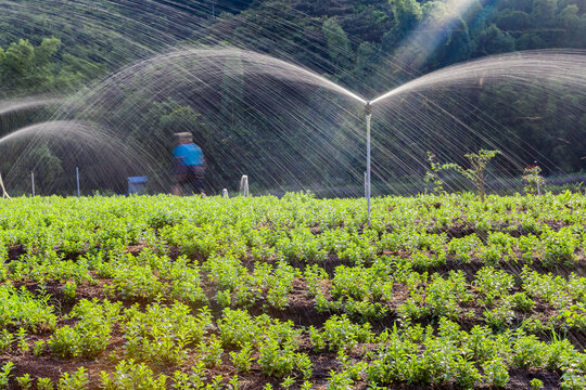 绿色蔬菜枸杞菜基地