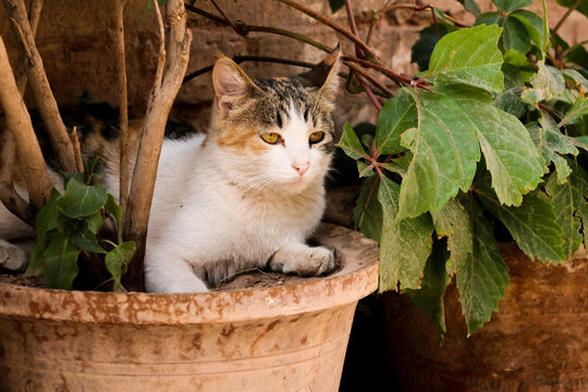 在花盆里小憩的流浪猫