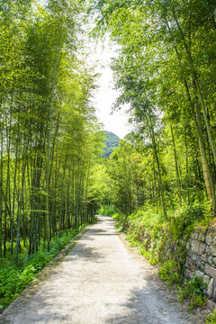 阳光竹林小道