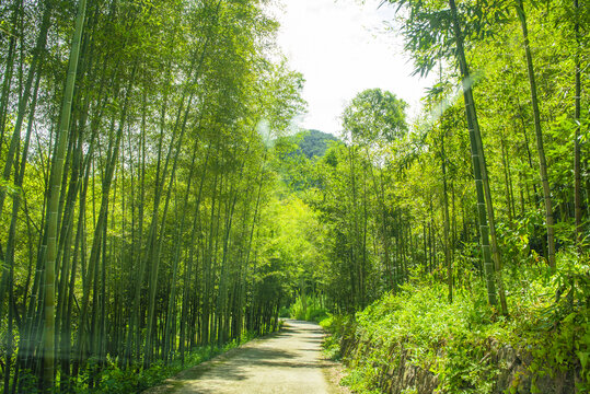 竹林小道