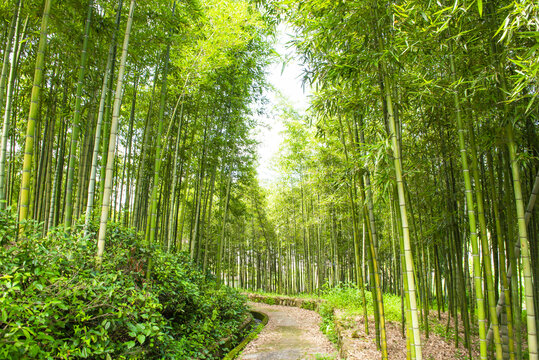 竹林小道