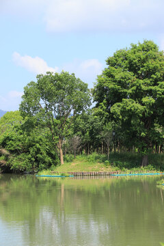 河岸绿化