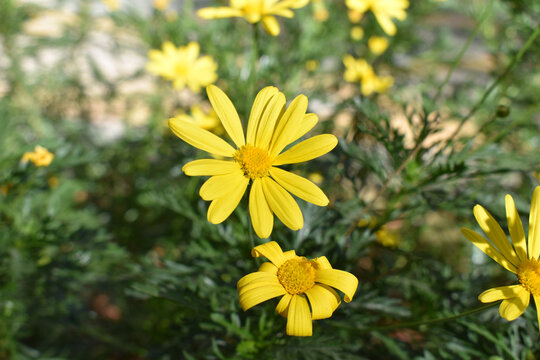 黄色的野菊花
