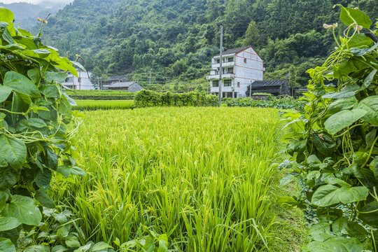 田野乡村