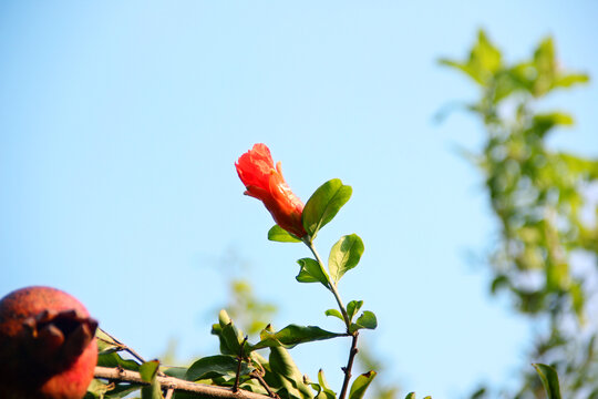 石榴花