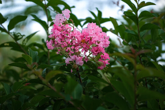 紫薇花