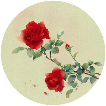 红玫瑰插画