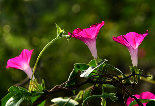 牵牛花