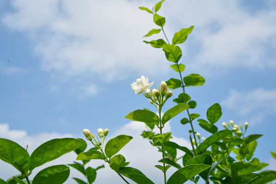 茉莉花