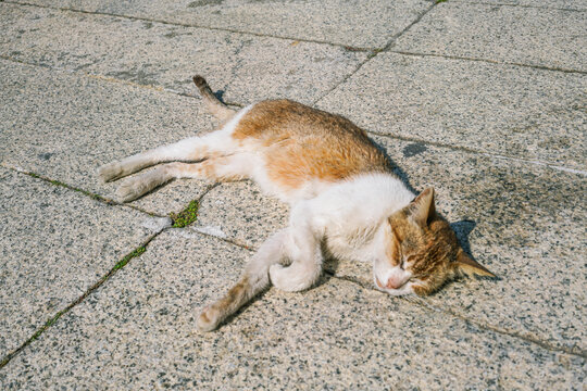 流浪猫