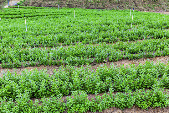 绿色蔬菜枸杞菜基地