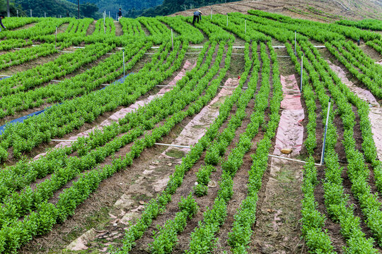 绿色蔬菜枸杞菜基地