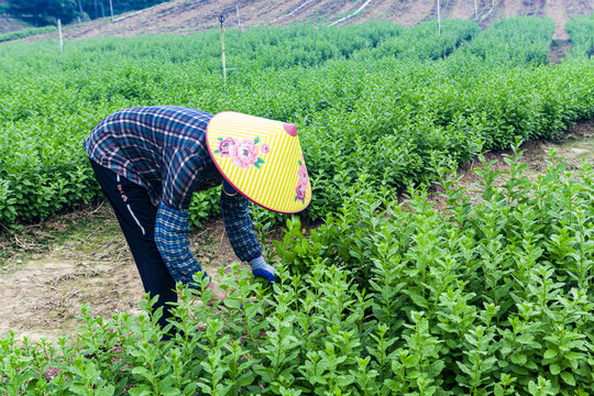 菜农收割蔬菜劳动场景