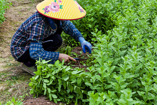 菜农收割蔬菜劳动场景