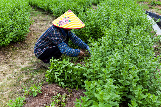 菜农收割蔬菜劳动场景