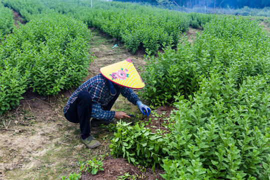 菜农收割蔬菜劳动场景