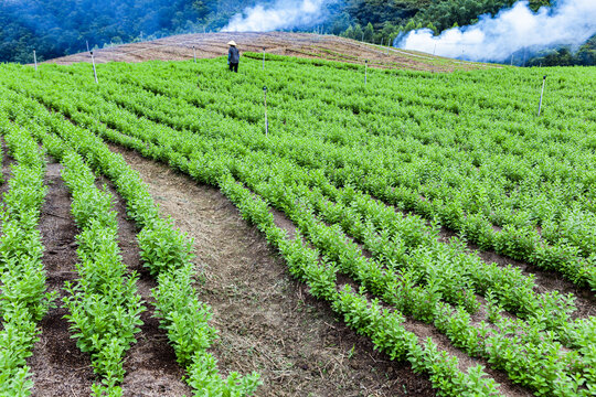 绿色蔬菜枸杞菜基地