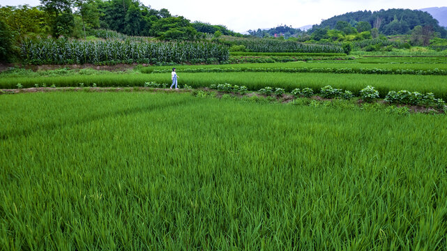 稻田