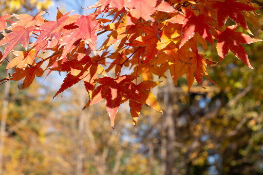 秋季树叶