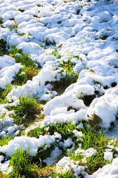 冬季雪地麦苗树叶