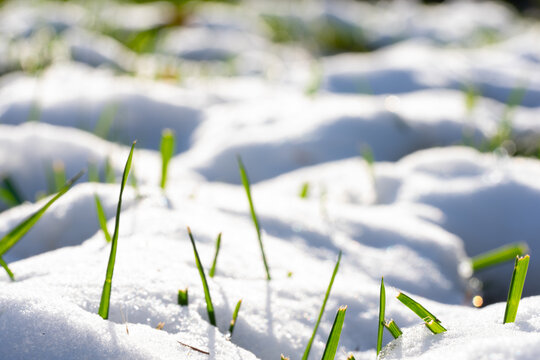 冬季雪地麦苗