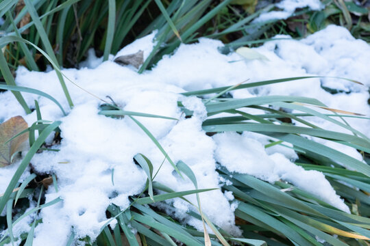 冬季雪地麦苗