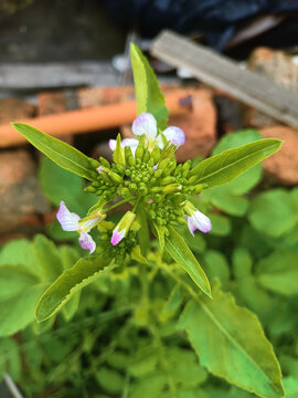 白萝卜花