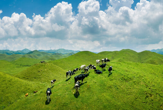 邵阳南山牧场奶牛自然风光