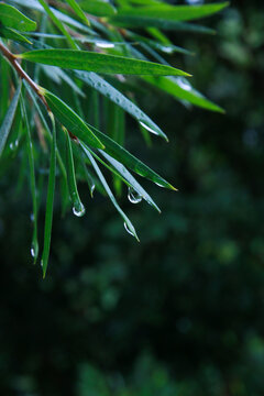 雨后