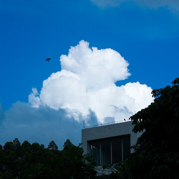 飞鸟与蓝天白云