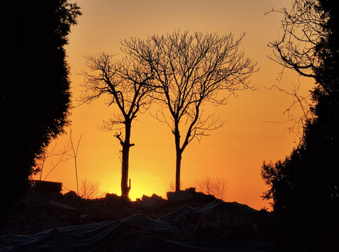 夕阳下的两棵树