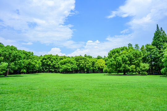 树林和青草地