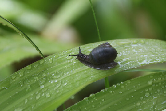 雨中蜗牛