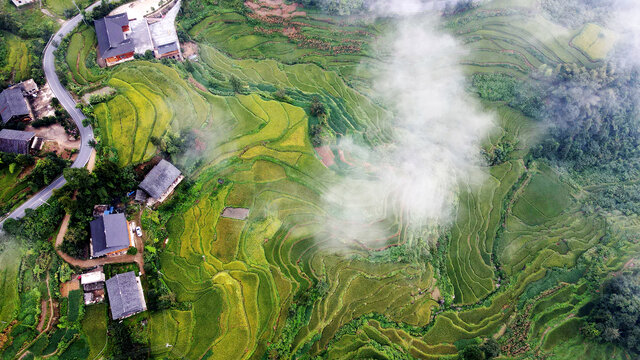 农业乡村紫鹊界梯田秋景航拍