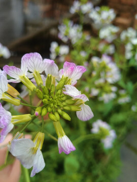 紫色油菜花